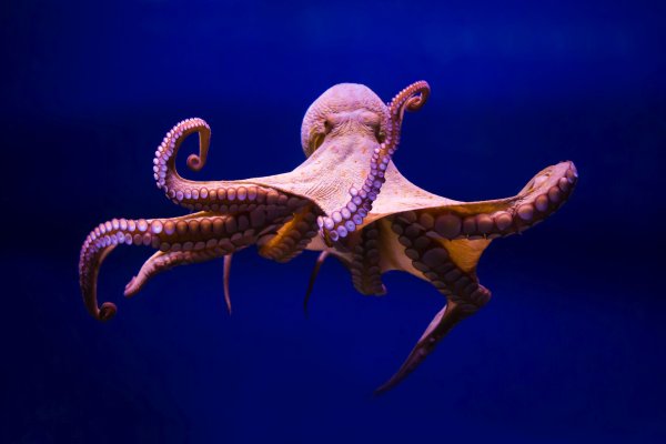 Kraken официальное зеркало kraken dark link