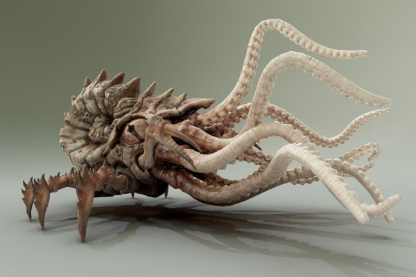 Kraken 13at