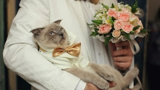 Кракен бошки